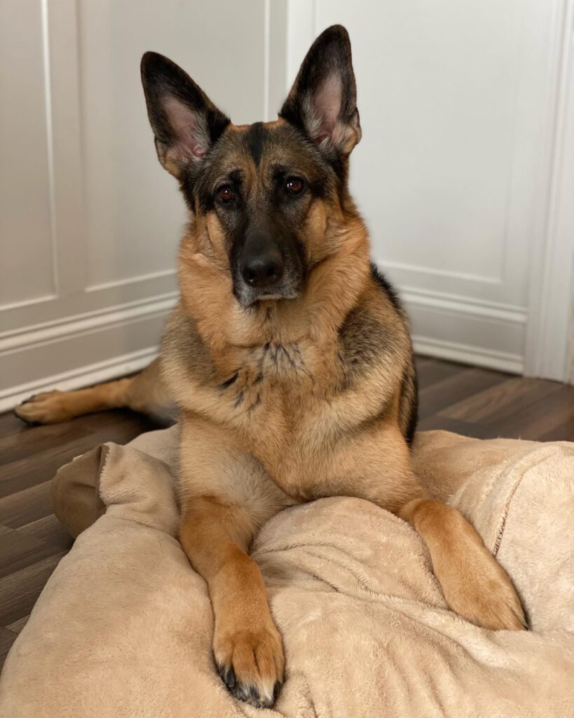 A to Z Consulting & Digital Advertising. about me: Scarlett my three year old German shepherd